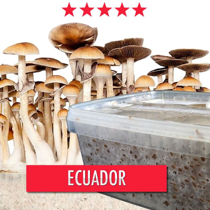 Ecuador Paddo Groeikit - 1200cc