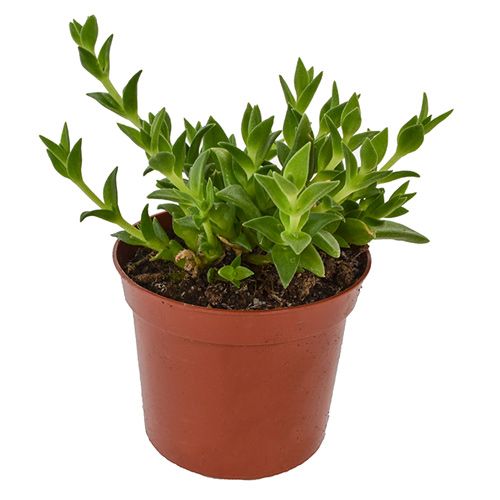 Kanna Plant - Sceletium tortuosum (potmaat 8.5 cm)