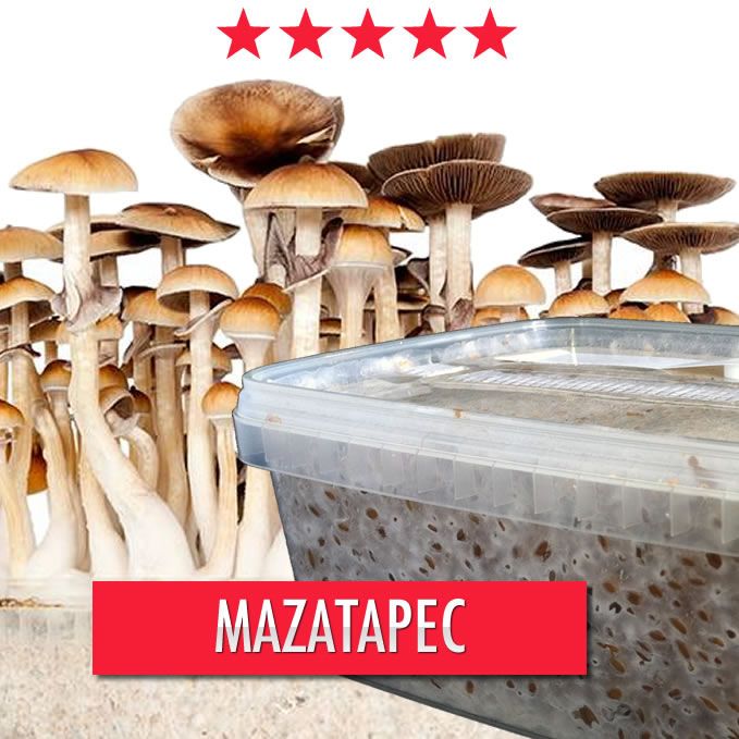 Mazatapec Paddo Groeikit - 1200cc