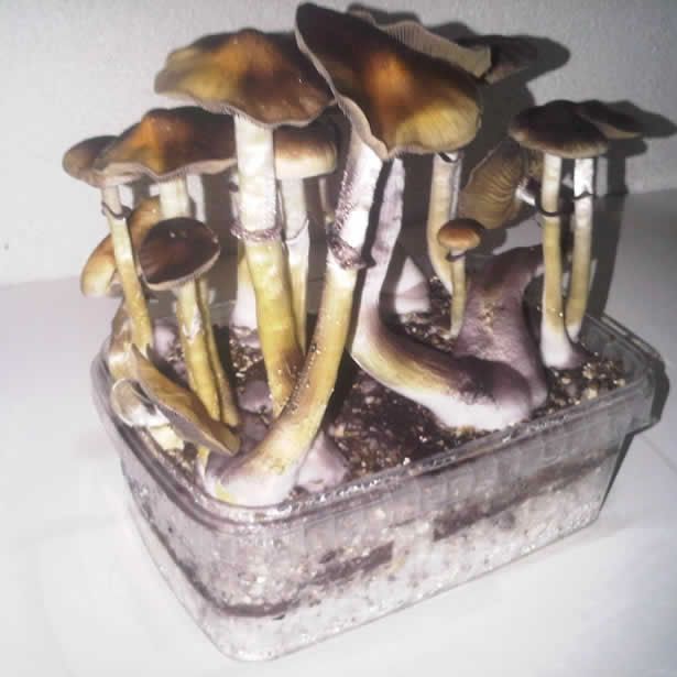 Cambodian Sporenspuit (20 ml)