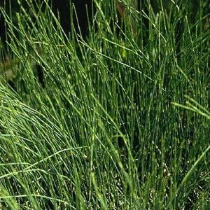 Ephedra sinica - 1 gram | 150 zaden)