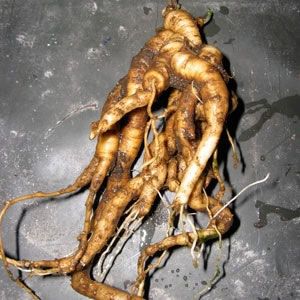 Mandragora officinarum - 0.2 gram | 29 zaden
