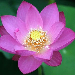 Nelumbo Nucifera zaden