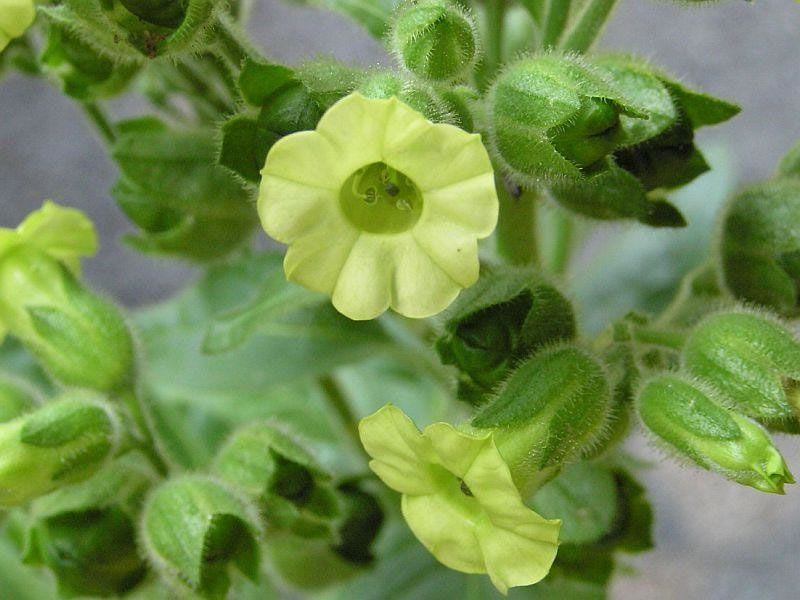 Nicotiana Rustica - 1 gram | 4600 zaden