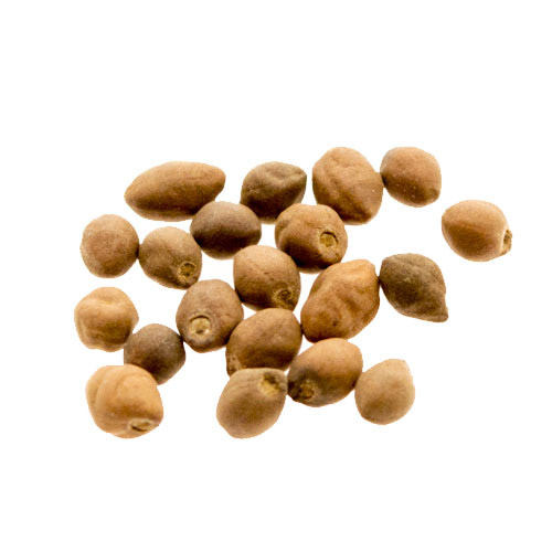Ololuihqui Zaden - 1000 gram (Rivea Corymbosa)