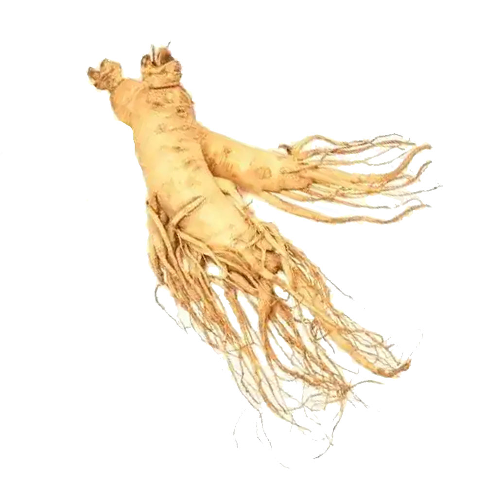 Ginseng - Panax Ginseng Heel