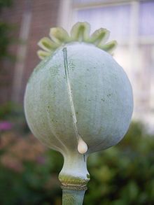 Papaver Somniferum - 1000 gram