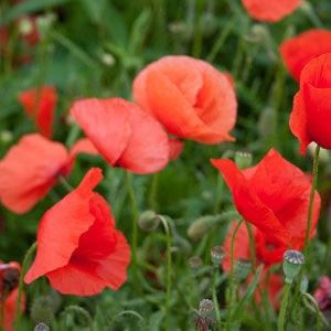 Papaver Rhoeas - 5 gram | 9000 zaden