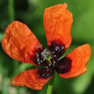 Argemone Mexicana - 10 gram | 8300 zaden