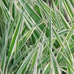 Phalaris Arundinacea (Rietgras)