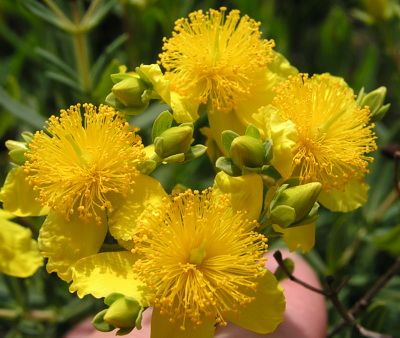 Hypericum Perfomatum zaden - 1 gram | 9000 zaden