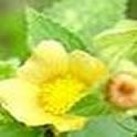 Sida cordifolia zaden
