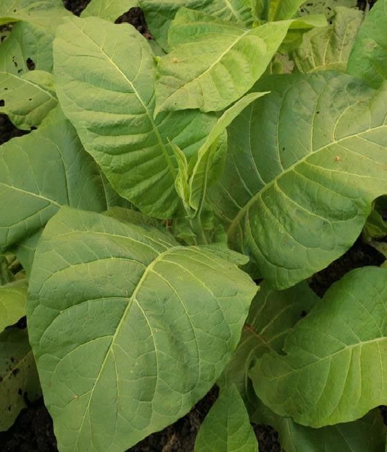 Nicotiana tabacum