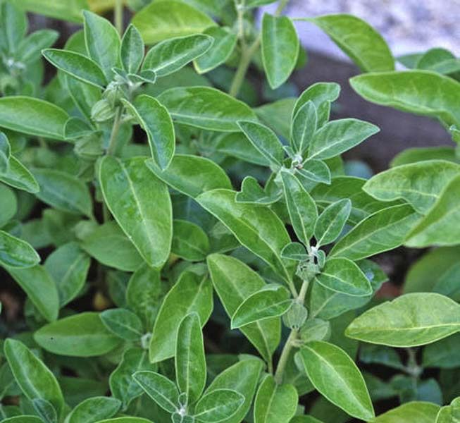 Withania somnifera - 1 gram | 600 zaden