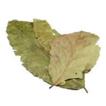 Guayusa Ilex - Bladeren