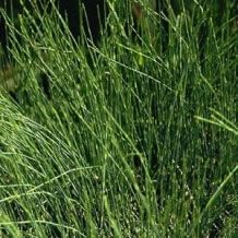 Ephedra sinica - 1 gram | 150 zaden)