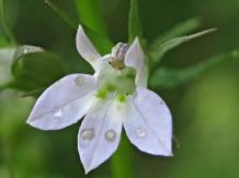 Lobelia Inflata - 1 gram | 20.000 Zaden