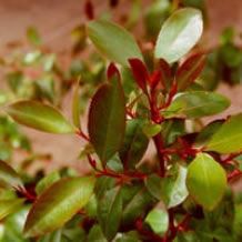 Catha edulis, Khat - 100 zaden  