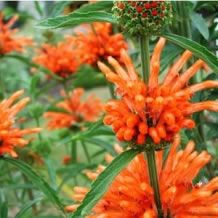 Leonotis Leonorus - 1 gram |  400 Zaden