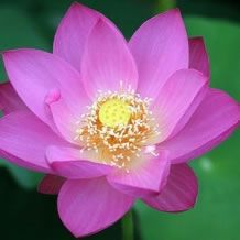 Nelumbo Nucifera zaden