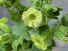 Nicotiana Rustica - 1 gram | 4600 zaden