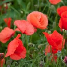 Papaver Rhoeas - 5 gram | 9000 zaden