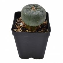 Peyote Williamsii (geënt op Trichocereus Pachanoi)