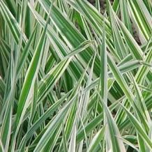 Phalaris Arundinacea (Rietgras)