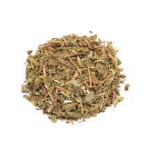 Wild lettuce - Lactuca virosa
